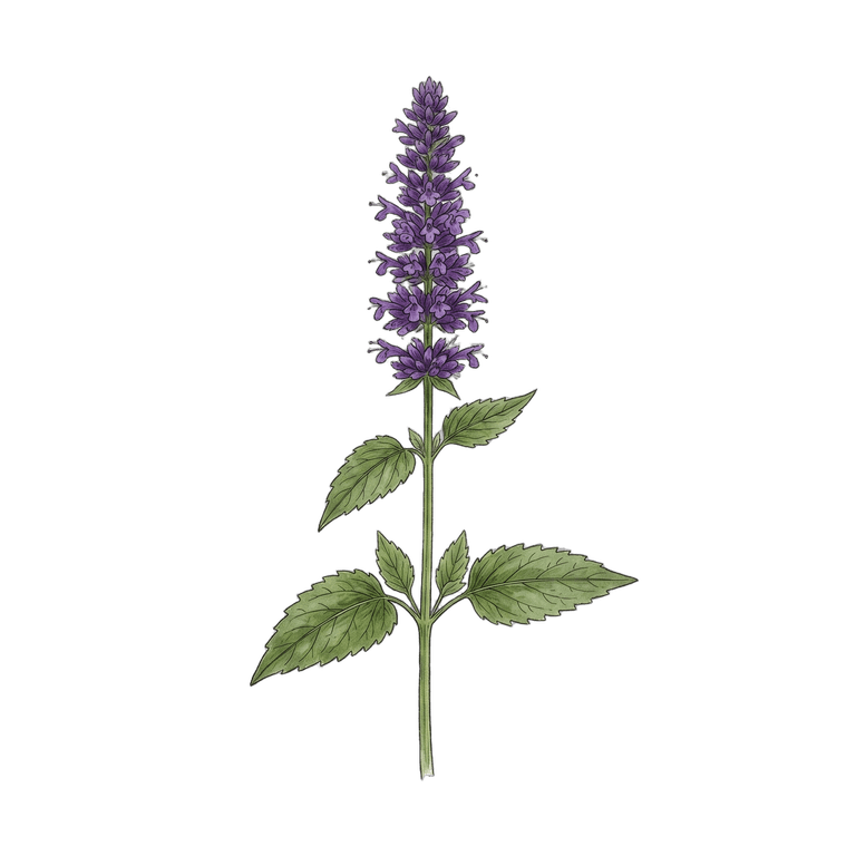 Anise Hyssop