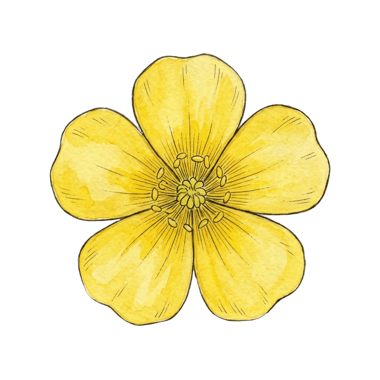 Buttercup