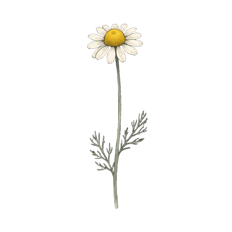Chamomile