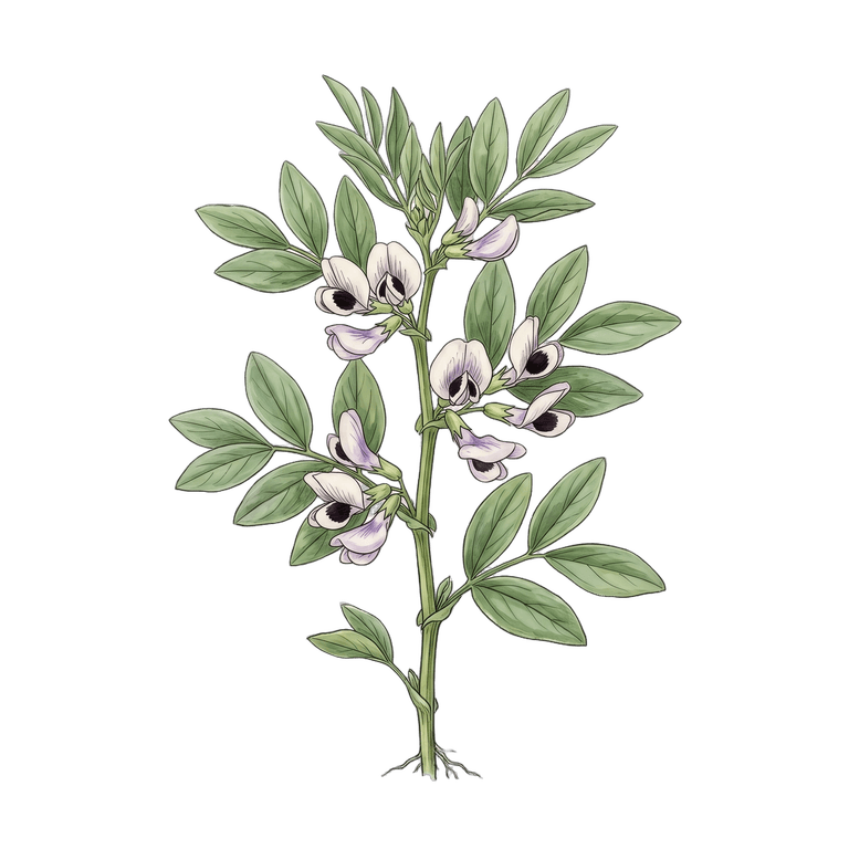Fava Flower