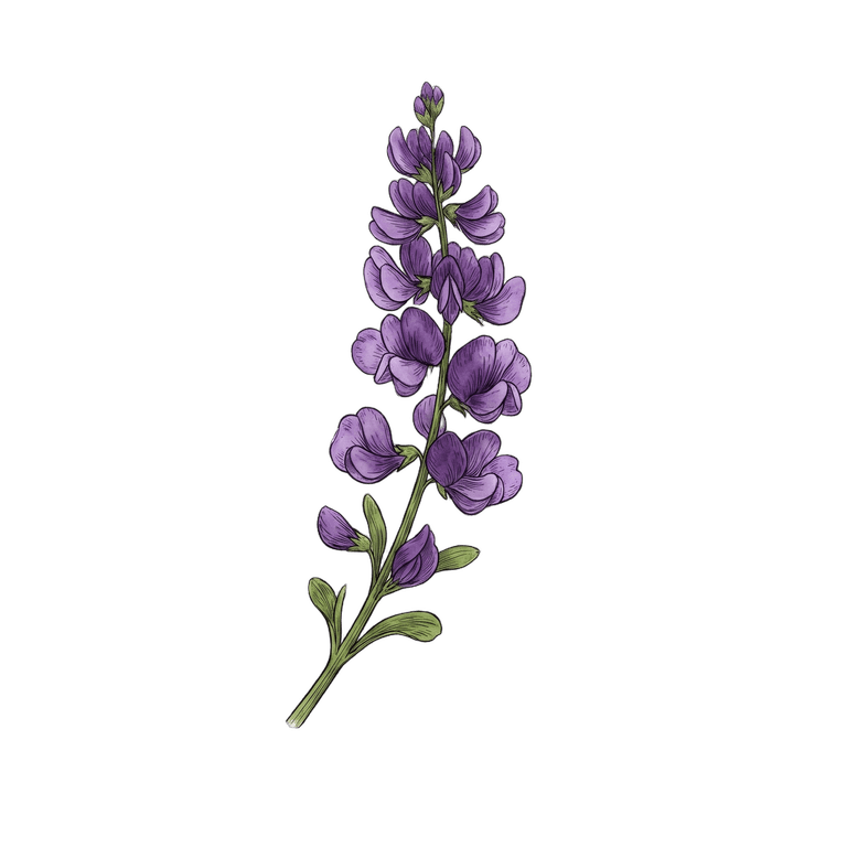 Hairy Vetch
