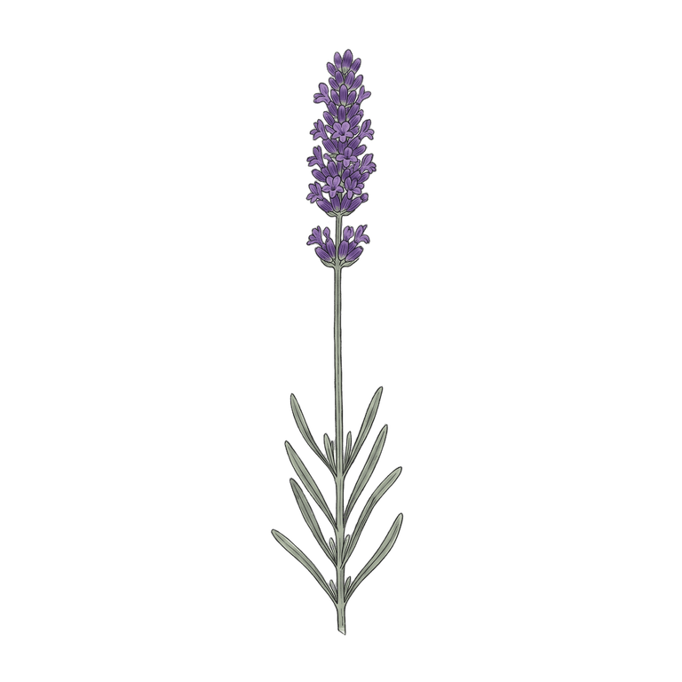 Lavender